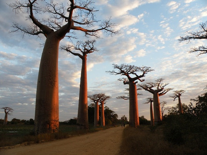 Baobab The UpsideDown Tree Amusing